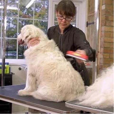 23 KG Üzeri Uzun Tüylü Köpekler İçin Tüy Toplayıcı Ergonomik Tarak