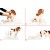 Yıkanabilir Köpek Çiş Pedi - 100 X 100 Cm 5li Paket